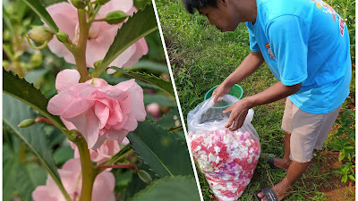 Kebanjiran Pesanan Ramadan dan Idul Fitri, Petani Bunga Pacar Air Panen Rezeki